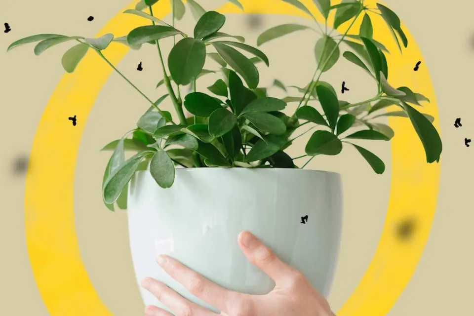 How to Get Rid of Gnats in Plants? Find the Natural Ways!