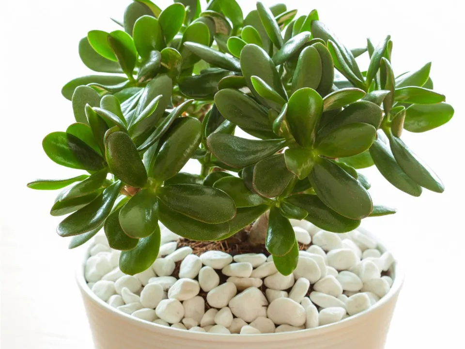 How Often to Water Jade Plants? Growing Tips