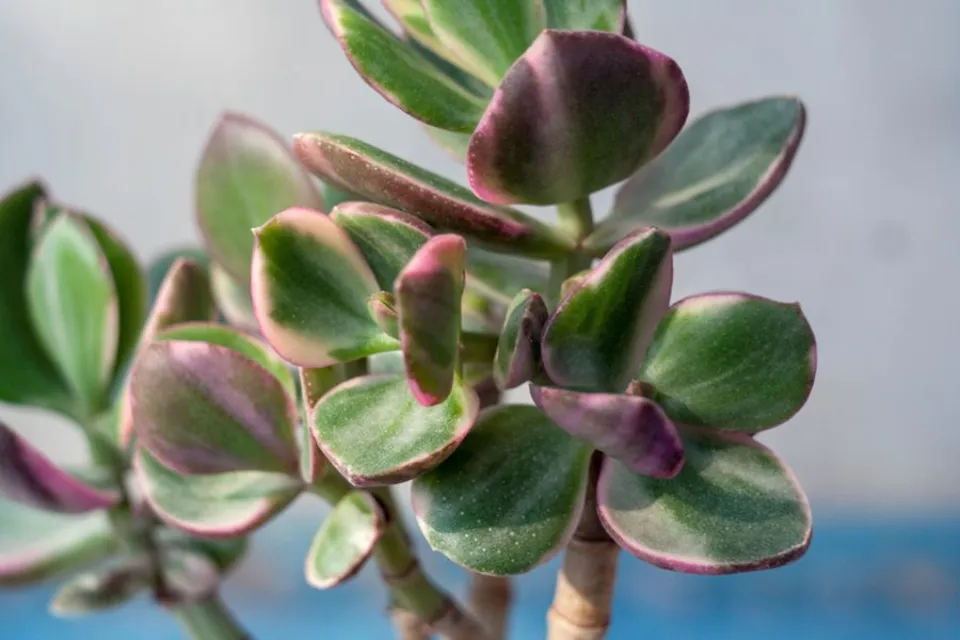 How Often to Water Jade Plants? Growing Tips