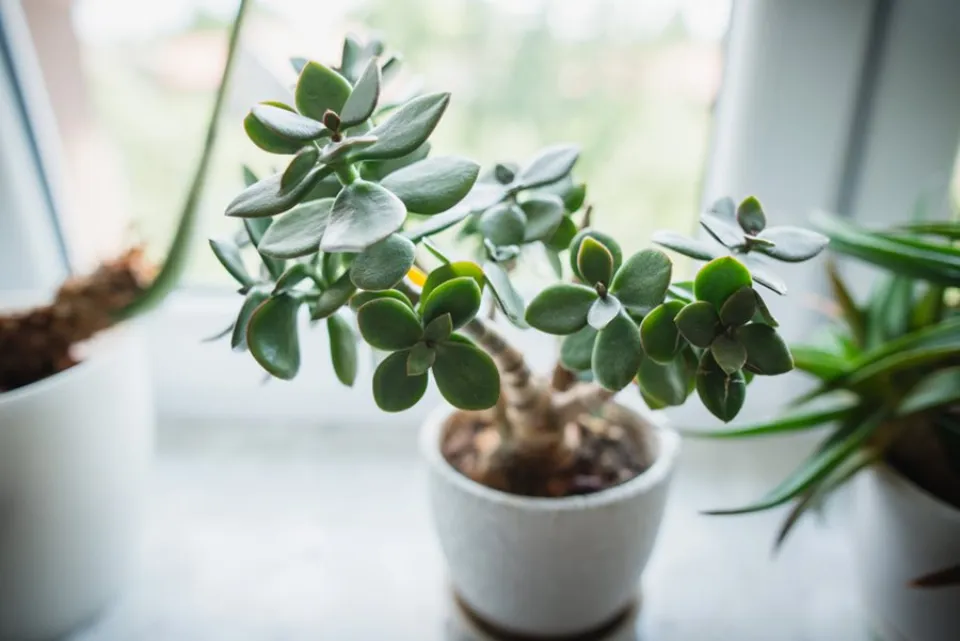 How Often to Water Jade Plants? Growing Tips