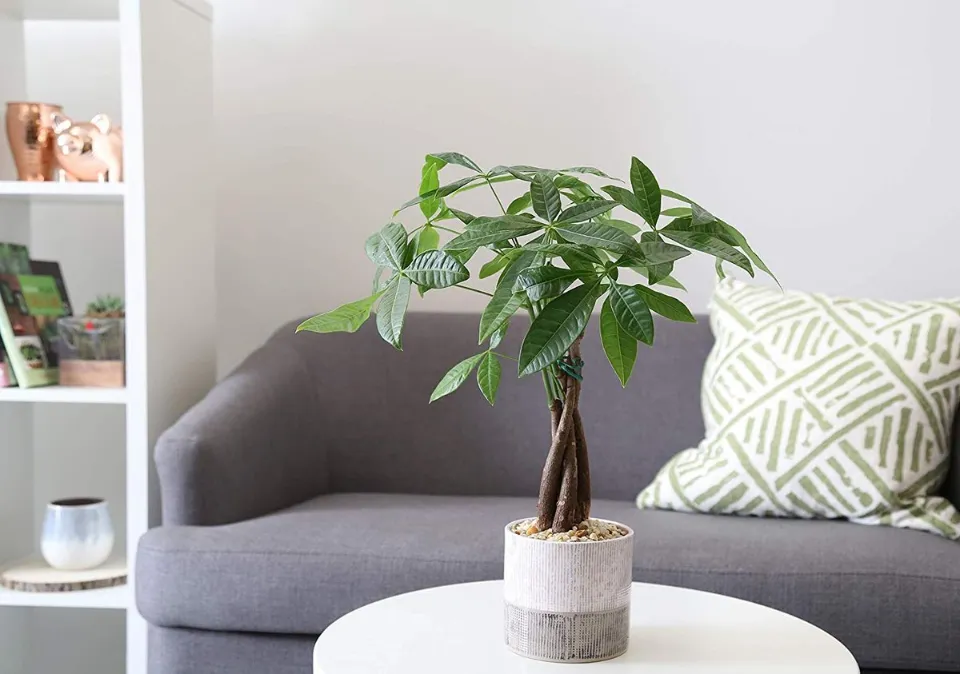 How Often to Water Money Trees? Top Tips & Tricks