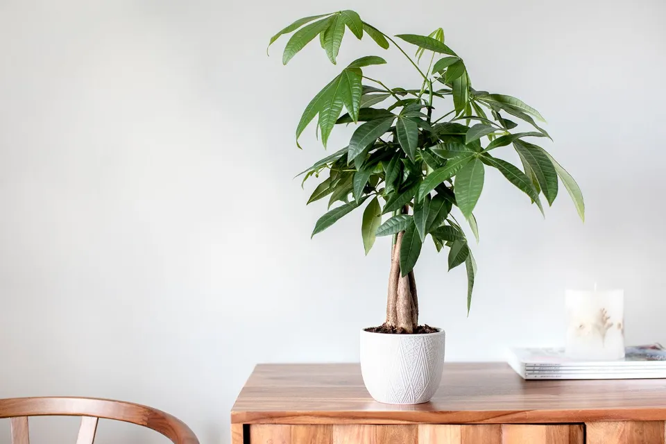 How Often to Water Money Trees? Top Tips & Tricks