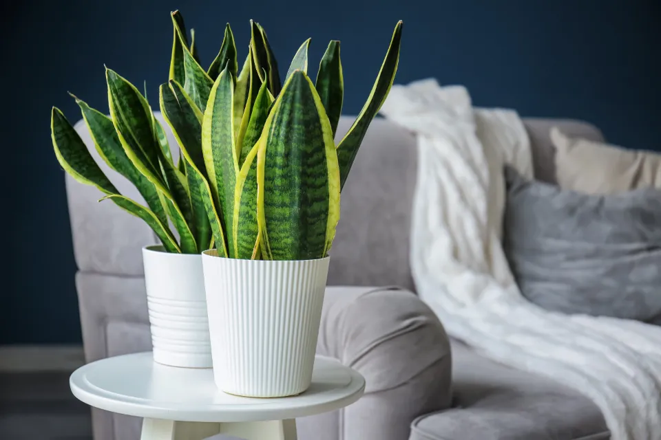 How to Propagate Snake Plants in the Easy Ways