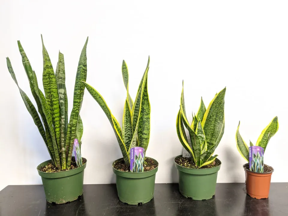 How to Save An Overwatered Snake Plant? Follow the Ultimate Guide