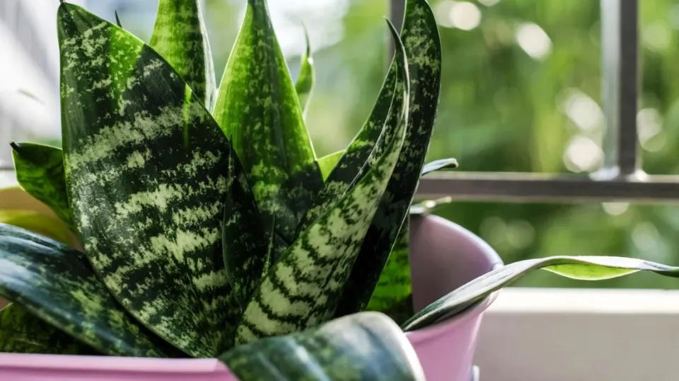 How Often Should You Water a Snake Plant The Ultimate Guide