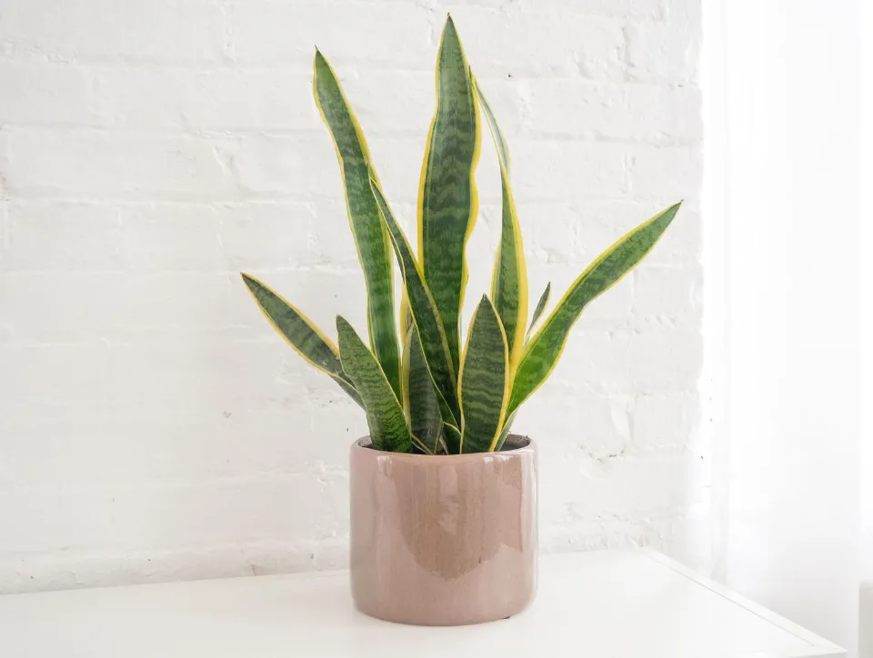 How to Save An Overwatered Snake Plant? Follow the Ultimate Guide