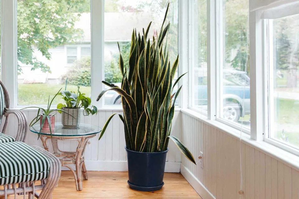 Why is My Snake Plant Turning Yellow How to Save a Snake Plant With Yellow Leaves