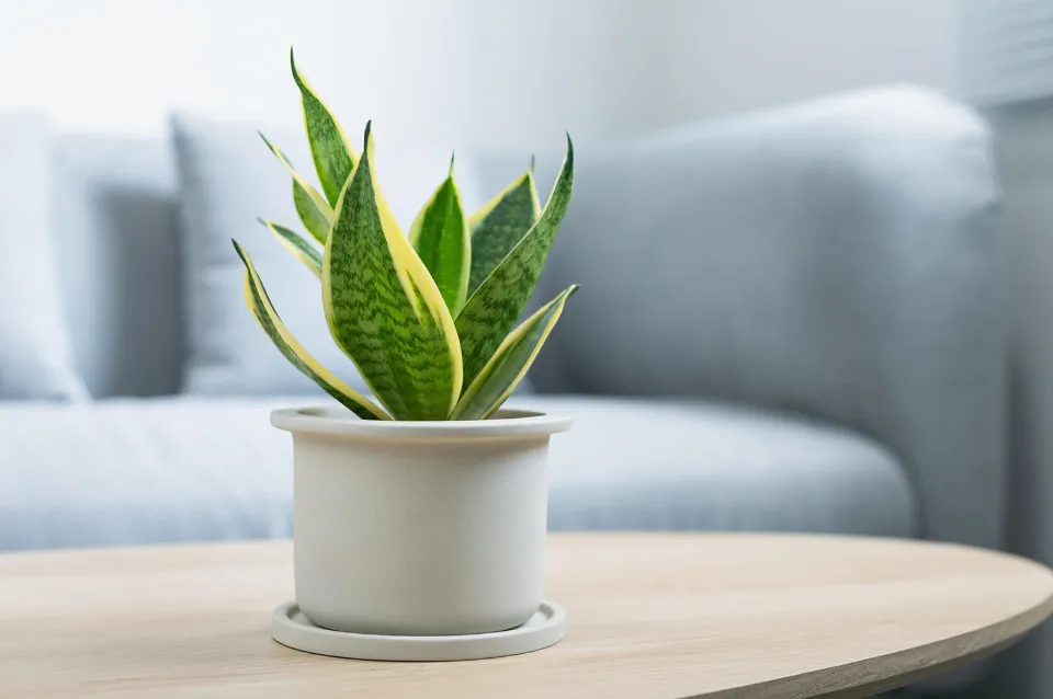 Why is My Snake Plant Turning Yellow How to Save a Snake Plant With Yellow Leaves