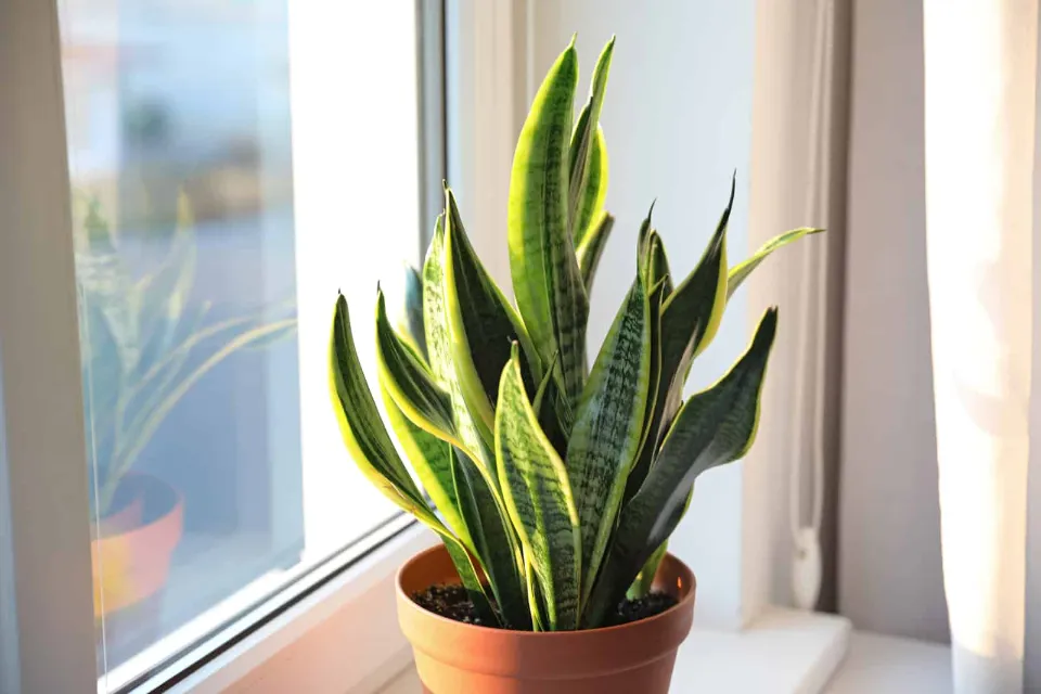 How Often Should You Water a Snake Plant The Ultimate Guide