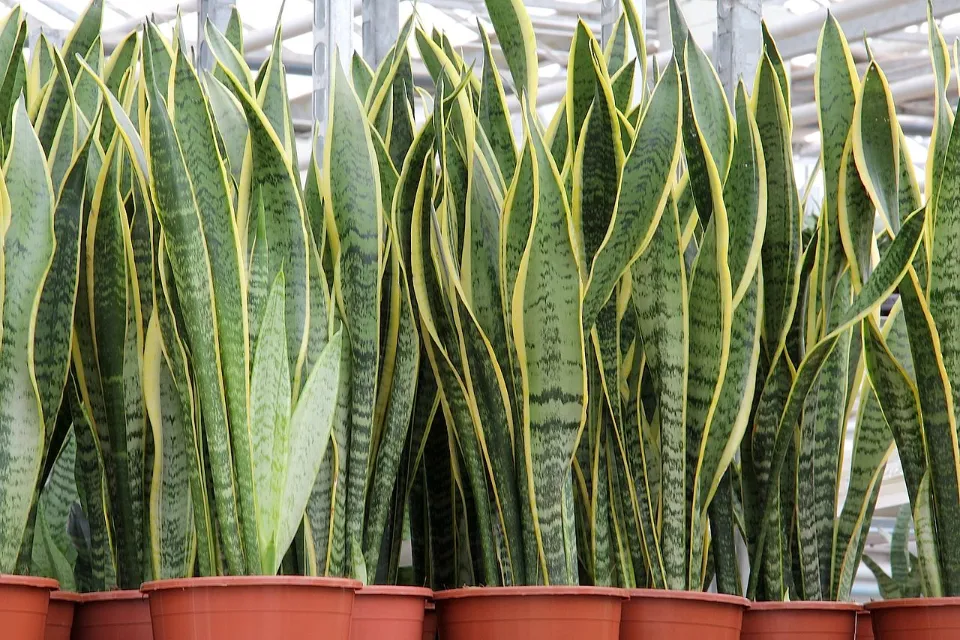 How Often Should You Water a Snake Plant The Ultimate Guide