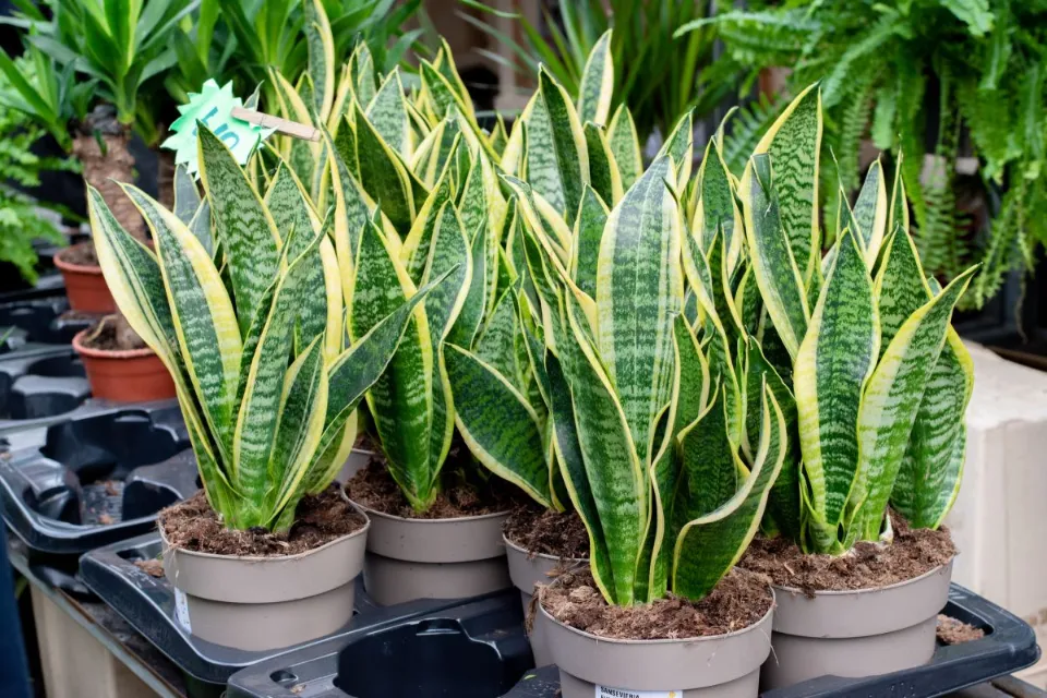 Why is My Snake Plant Turning Yellow How to Save a Snake Plant With Yellow Leaves