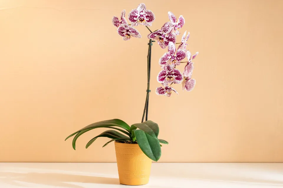 How to Water Orchids? Follow the Ultimate Guide