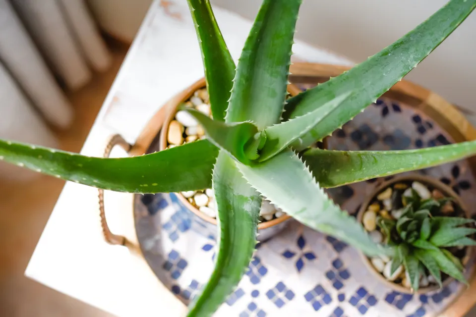 Why Your Aloe Plant is Turning Brown? How to Save It?