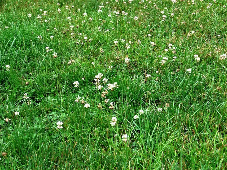 Why a Clover Lawn is Better Than a Grass Lawn?