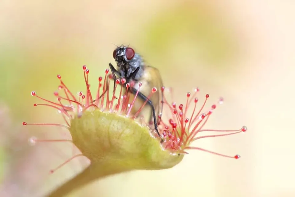 How to Get Rid of Gnats in Plants? Find the Natural Ways!