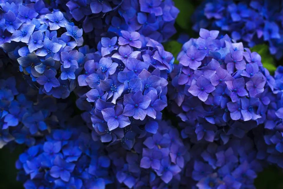 When to Plant Hydrangeas? Grow and Care Tips