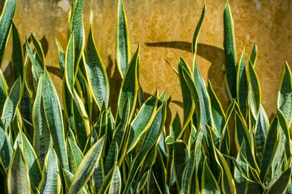 Why is My Snake Plant Turning Yellow How to Save a Snake Plant With Yellow Leaves