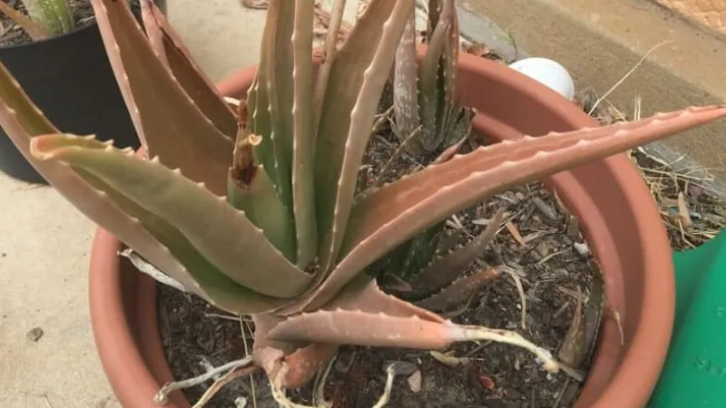 Why Your Aloe Plant is Turning Brown? How to Save It?