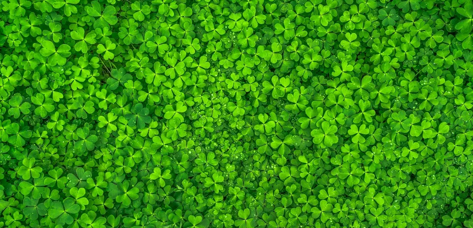 Why a Clover Lawn is Better Than a Grass Lawn?