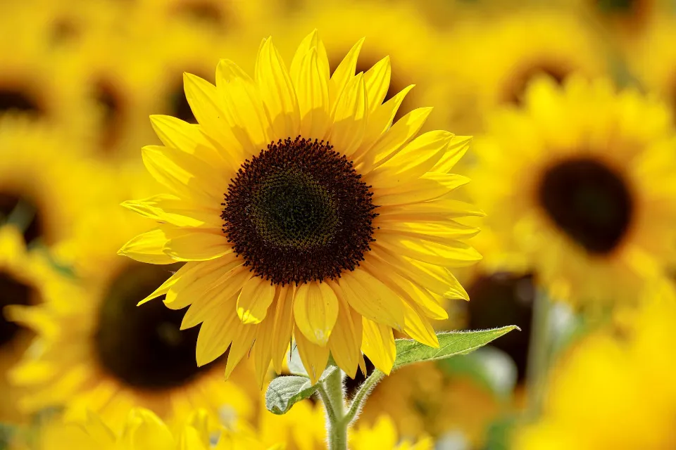 How to Grow Sunflowers? Follow the Ultimate Guide