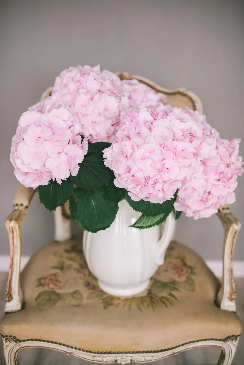 When to Plant Hydrangeas? Grow and Care Tips