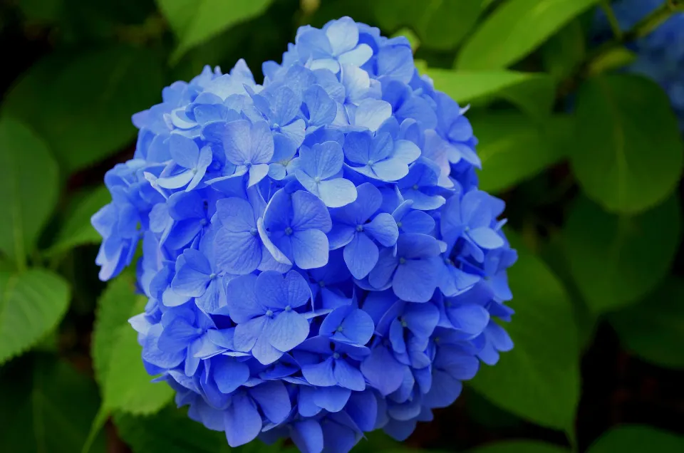 When to Plant Hydrangeas? Grow and Care Tips