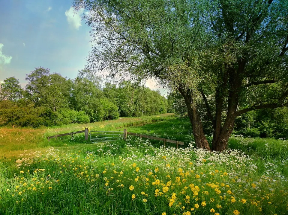 Best Time to Plant Grass Seed