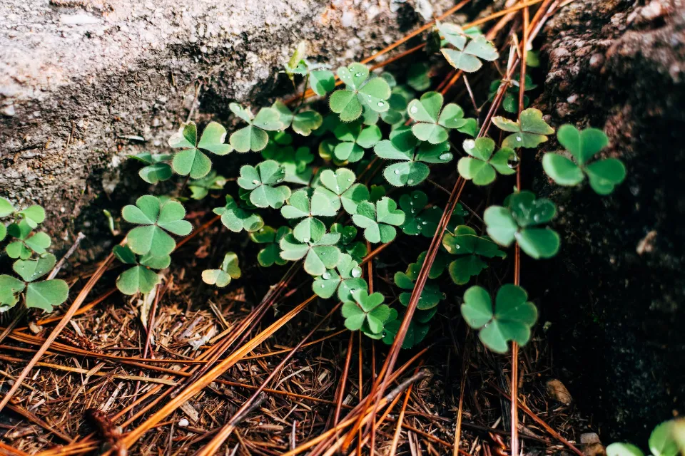 Why a Clover Lawn is Better Than a Grass Lawn?