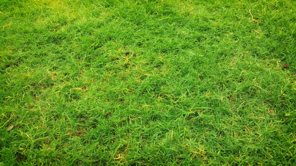 When Does Grass Stop Growing Read the Ultimate Guide