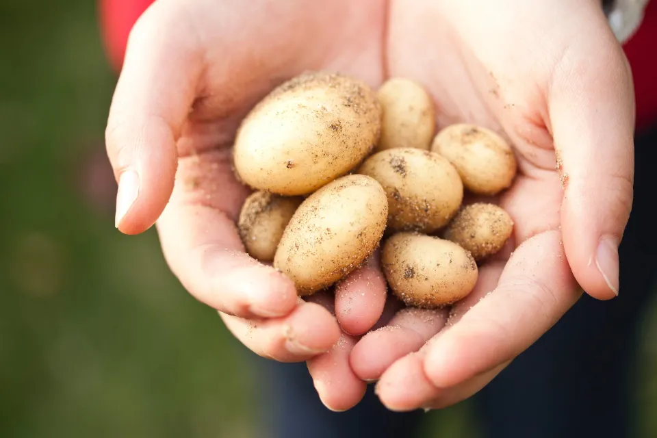 How to Store Potatoes? Find the Best Way!