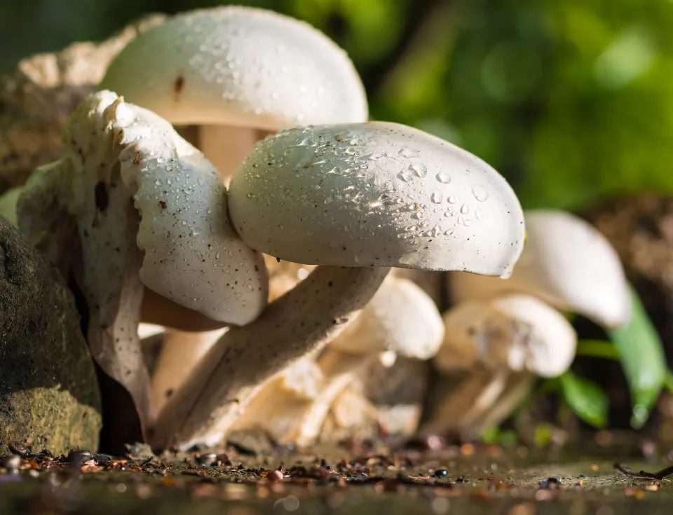 How to Store Mushrooms to Keep Them Fresh and Slime?