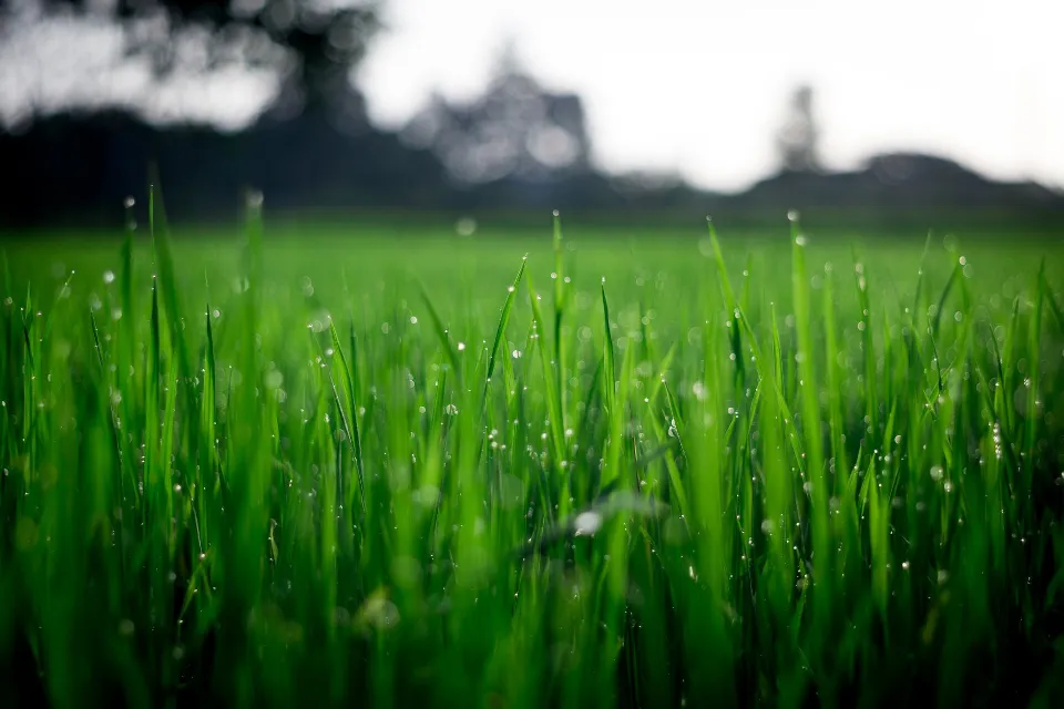 Best Time to Water Grass: Follow the Ultimate Guide