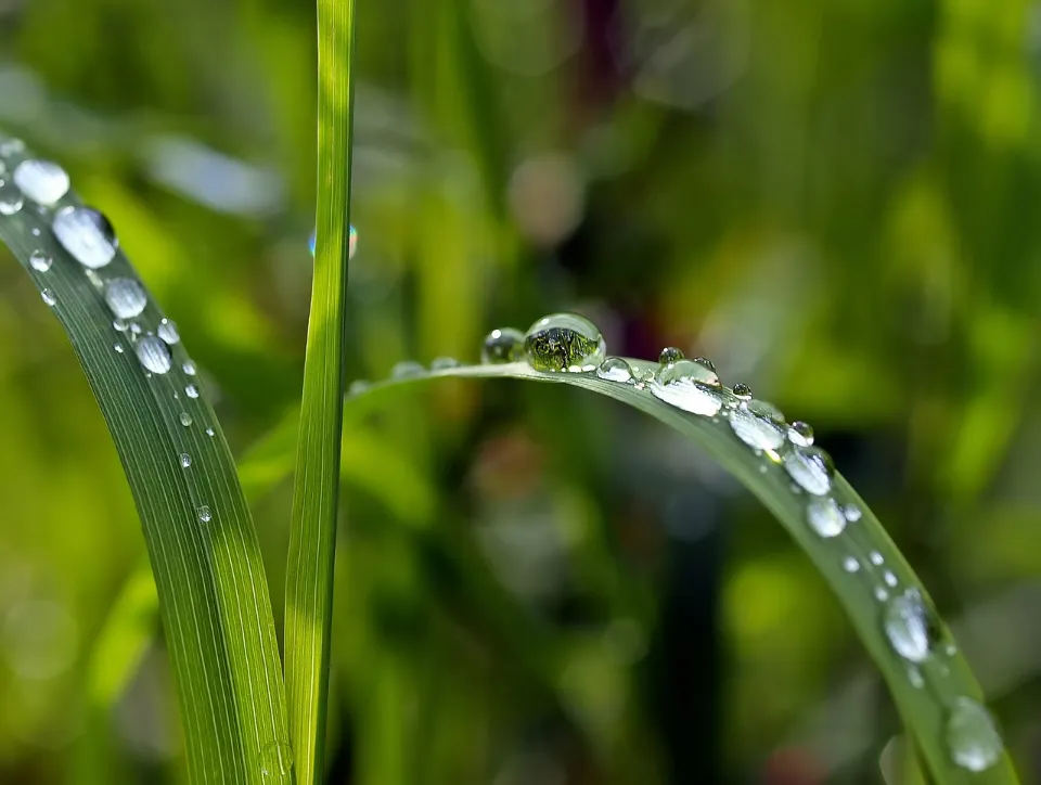 Best Time to Water Grass: Follow the Ultimate Guide