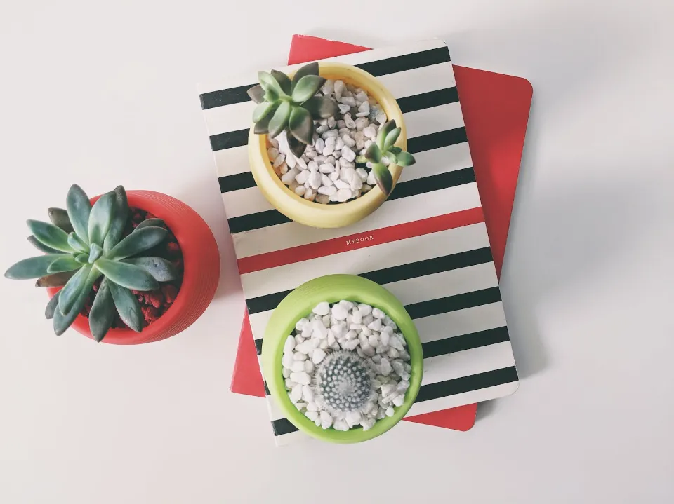 How Often to Water Succulents? Follow the Tips and Tricks