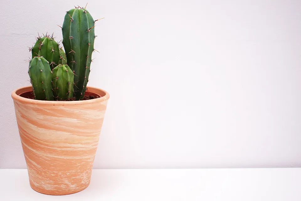 How Often to Water Cactus? Find the Ultimate Answer