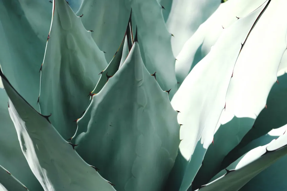 How Often to Water Cactus? Find the Ultimate Answer