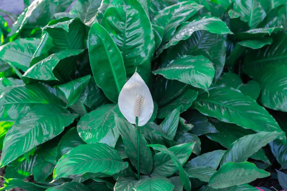 How Often to Water Peace Lily Find the Ultimate Guide