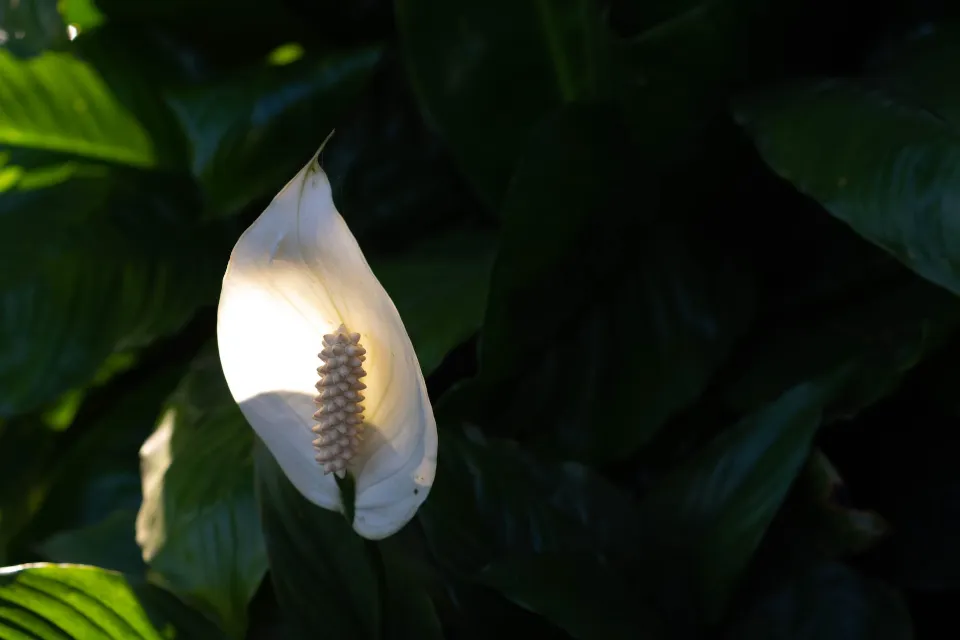 How Often to Water Peace Lily Find the Ultimate Guide