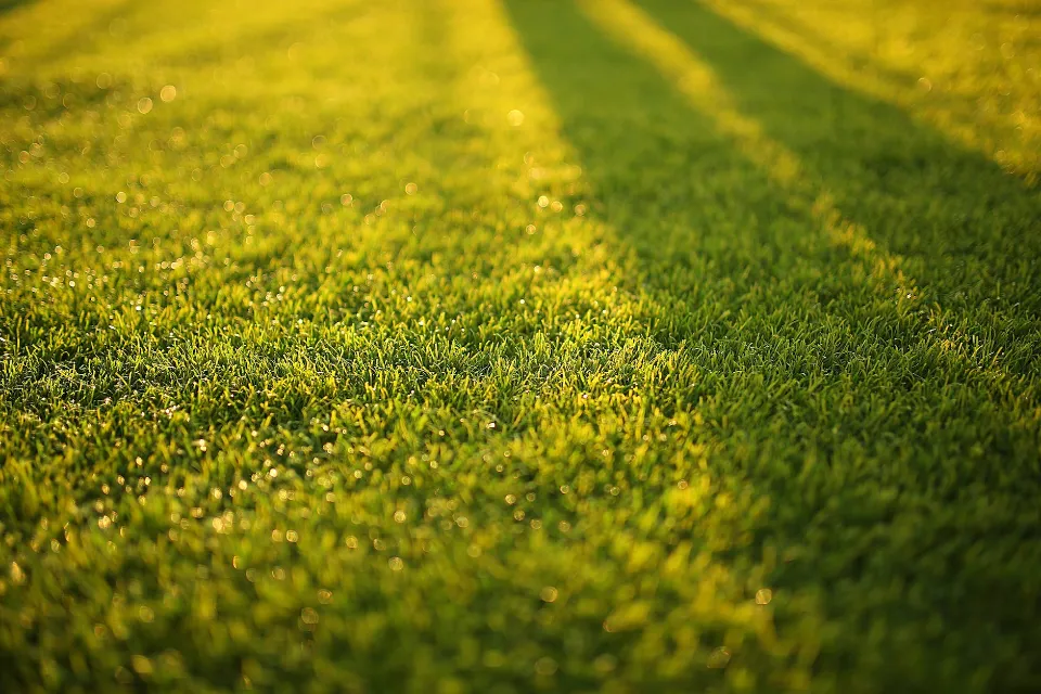 How Often Should You Water Your Lawn in the Summer? The Best Time to Water