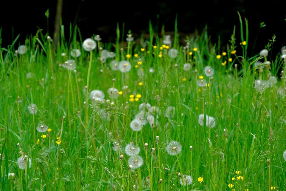 How Often to Water Grass Seed? Watering New Grass Seed