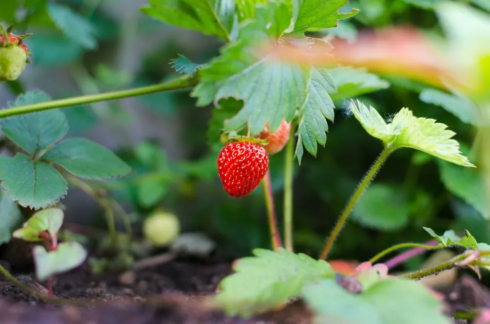 How to Grow Strawberries? Strawberry Plant Care