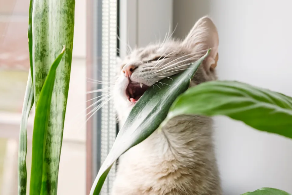 Are Aloe Plants Toxic to Cats What to Do