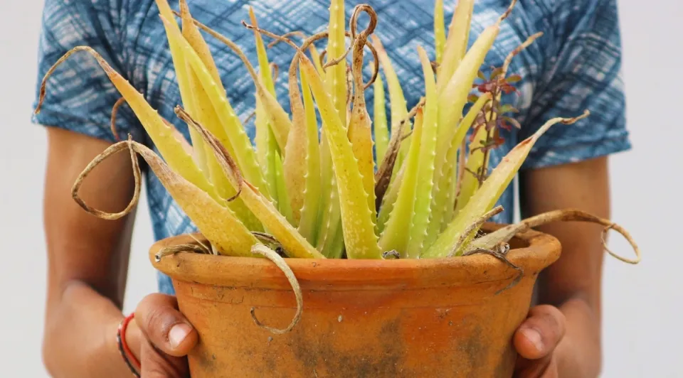 Why is Aloe Vera Plant Turning White?