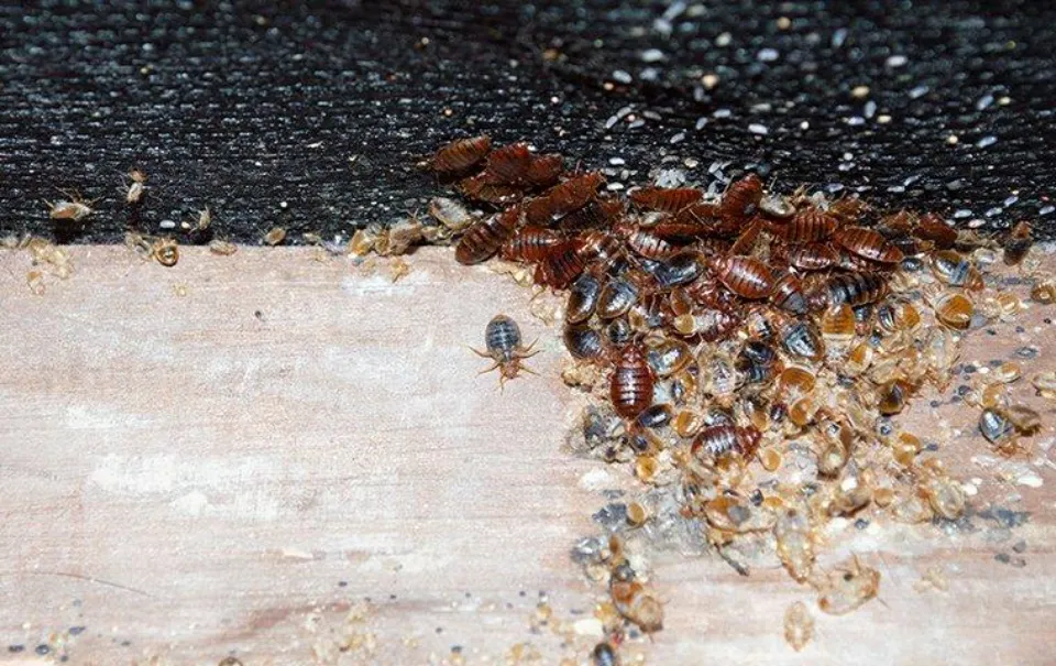 How to Know If You Have Bed Bugs Early Signs of Bed Bugs