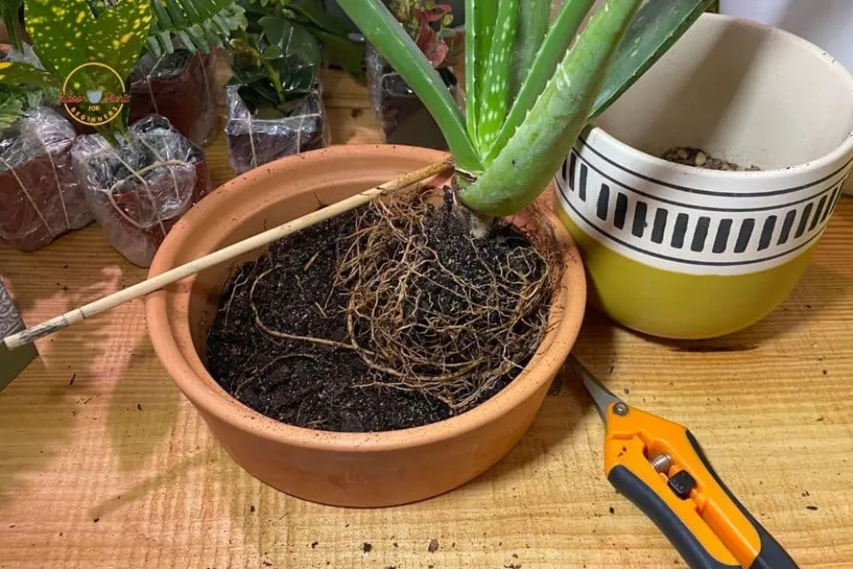 How to Water Aloe Vera Plants? Follow the Guide - My Prime Home