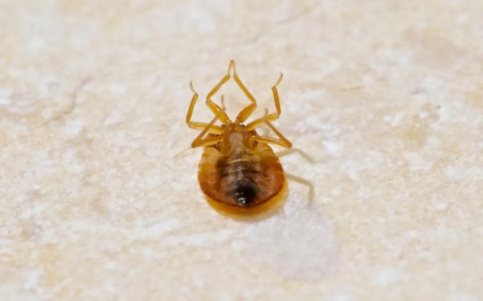 How Long Can Bed Bugs Live in An Empty House How to Get Rid of Bed Bugs