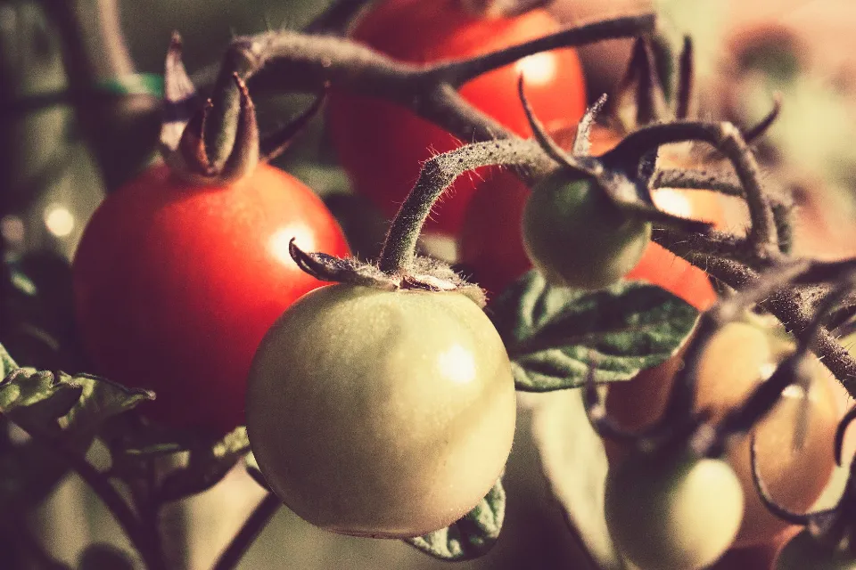 How Often to Water Tomato Plants? Follow the Tops Tips