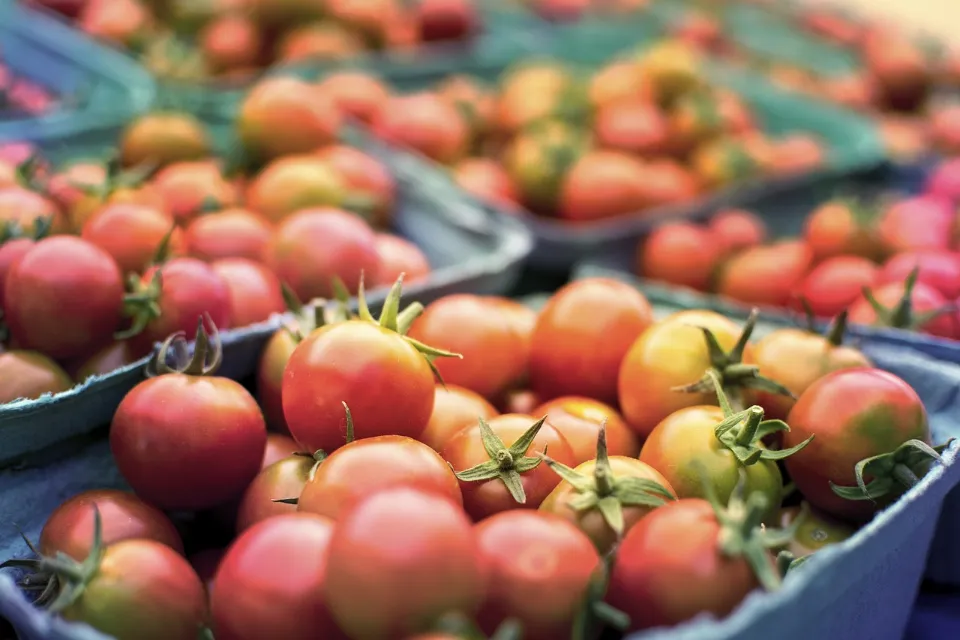 How Often to Water Tomato Plants? Follow the Tops Tips