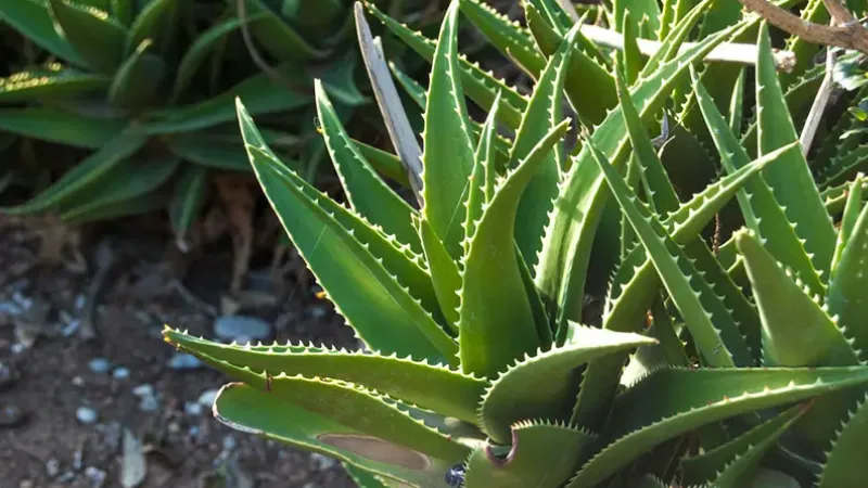 How To Cut Aloe Vera Plant Without Killing It Tips And Tricks My   How To Cut Aloe Vera Plant Without Killing It Tips And Tricks.webp