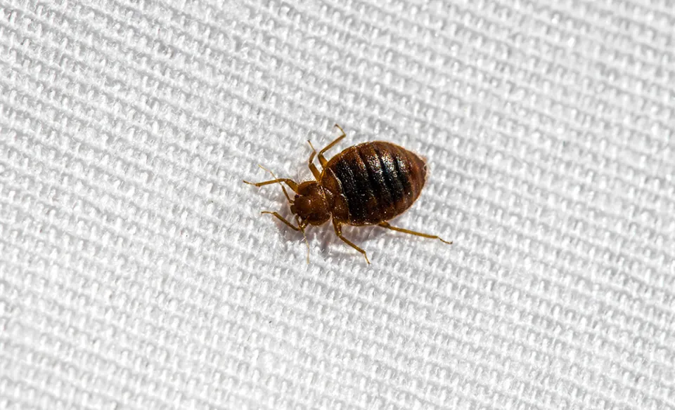 What Temperature Kills Bed Bugs? Does Heating Or Freezing Kill Bed Bugs